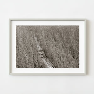 Marshland Simplicity | Photo Art Print fine art photographic print