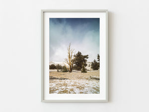 Ancient Bristlecone Tree in White Mountains | Photo Art Print fine art photographic print