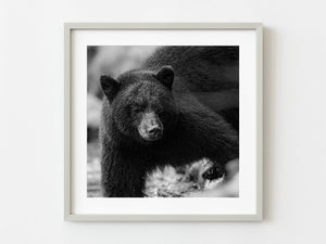 Black Bear in British Columbia | Photo Art Print fine art photographic print