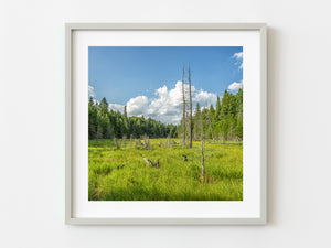 Lush field with two dead trees | Photo Art Print fine art photographic print