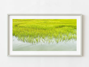 Tall grass in wetlands | Photo Art Print fine art photographic print