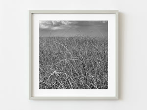 Tallgrass Florida Everglades in black and white | Photo Art Print fine art photographic print