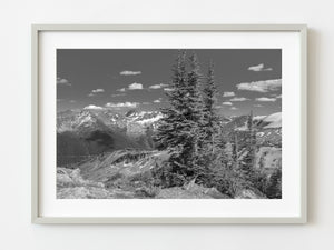 Trees in the Rocky Mountains | Photo Art Print fine art photographic print