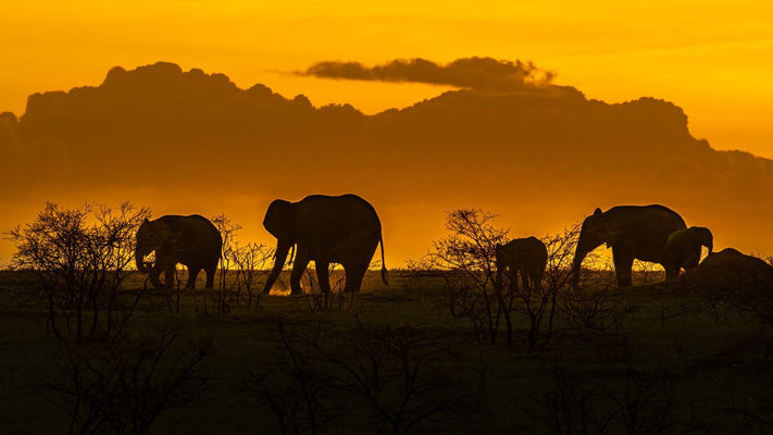 Best time to visit Africa Serengeti