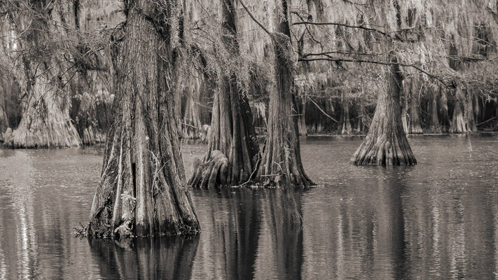 Cypress Tree Photos