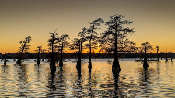 Caddo Lake Fall