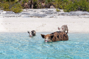 Pig Beach Bahamas