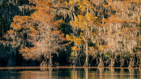 Pictures of cypress trees - Dan Kosmayer Photography