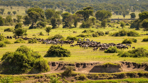 Wildebeest Migration Tanzania