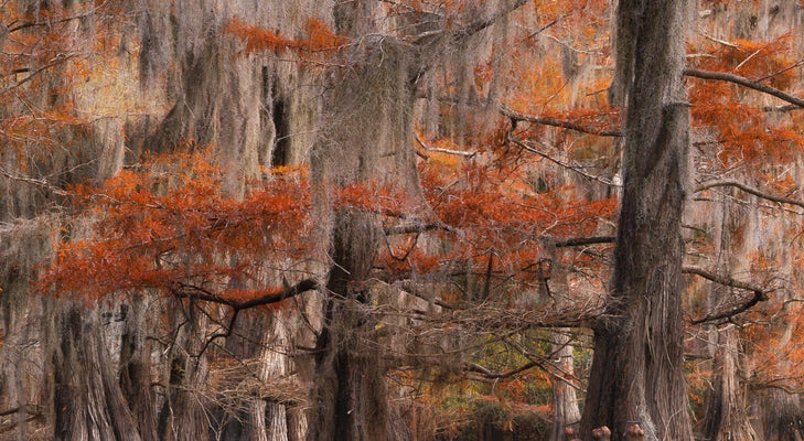 Ciprés en el otoño