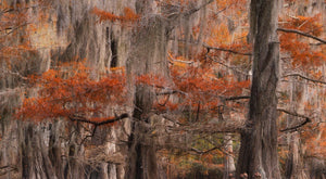 Cypress Trees in the Fall