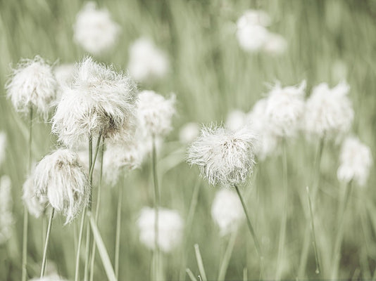 Jaka jest różnica między naturą a fotografią dzikiej przyrody?