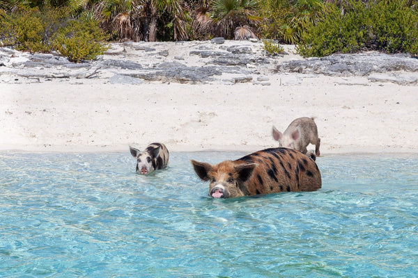 Pig Beach Bahamas Story