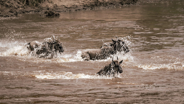 When is the Wildebeest Migration in Tanzania?