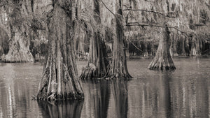 Cypress Tree Photos from Texas and Louisiana