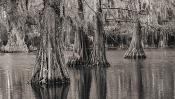 Cypress Tree Photos from Texas and Louisiana