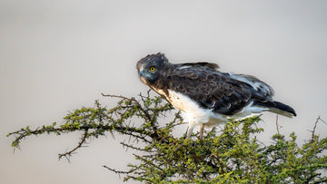 The African Martial Eagle in the Serengeti