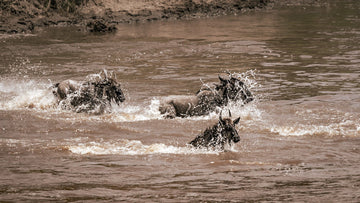 Best Time to See Wildebeest Migration in Tanzania
