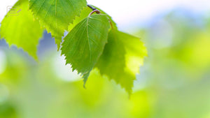 Examples of Nature Photography