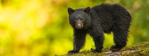 Bear Wall Art - Dan Kosmayer Fine Art Photography