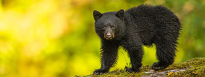 Bears Photography Collection - Dan Kosmayer Photography