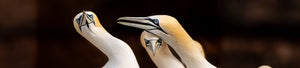 Bird Photography Collection - Dan Kosmayer Fine Art