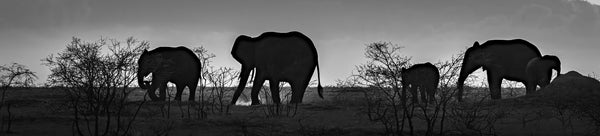 Black and White Animal Photography Collection