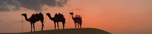 Camel Wall Art - Dan Kosmayer Fine Art Photography