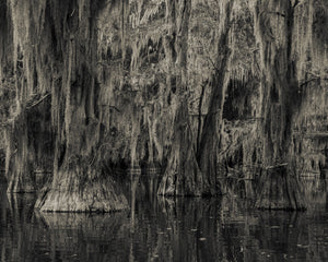Cypress Tree Wall Art - Dan Kosmayer Fine Art Photography