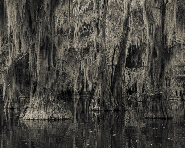 Cypress Tree Wall Art - Dan Kosmayer Fine Art Photography