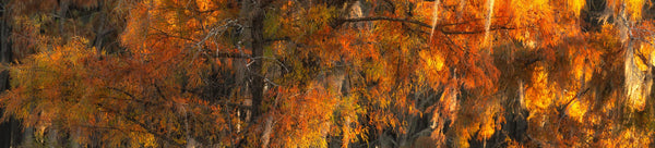 Cypress Tree Photo Collection - Dan Kosmayer Photography