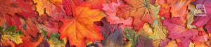 Fall Leaves Wall Art Collection