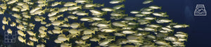 Fish Wall Art Collection - Dan Kosmayer Fine Art