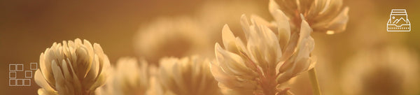 Floral Wall Art - Dan Kosmayer Fine Art Photography