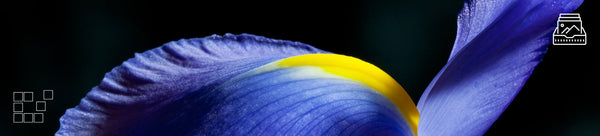 Graceful Wall Art - Dan Kosmayer Fine Art Photography