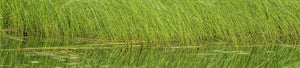 Grass Wall Art - Dan Kosmayer Fine Art Photography