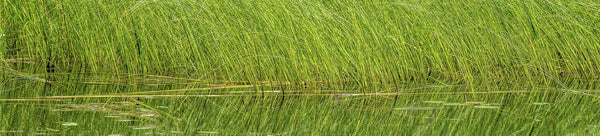 Grass Wall Art - Dan Kosmayer Fine Art Photography