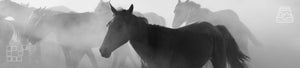 Horse wall art featuring fine art photography prints of wild and domestic horses in natural settings.
