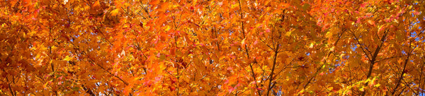 Leaves Photography Collection - Dan Kosmayer Fine Art Photography