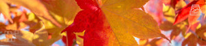 Maple Leaf Wall Art - Dan Kosmayer Fine Art Photography