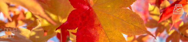 Maple Leaf Wall Art - Dan Kosmayer Fine Art Photography