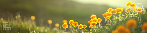 Meadow Wall Art - Dan Kosmayer Fine Art Photography