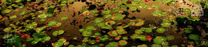 Pond Wall Art - Dan Kosmayer Fine Art Photography