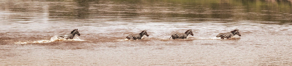 Serengeti Safari Photos Collection - Dan Kosmayer Photography