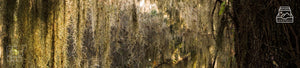 Spanish Moss Wall Art - Dan Kosmayer Fine Art Photography