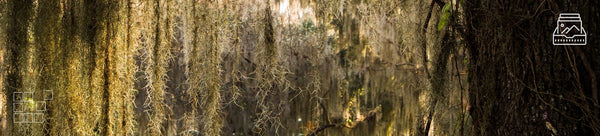 Spanish Moss Wall Art - Dan Kosmayer Fine Art Photography