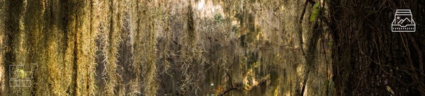 Spanish Moss Wall Art Collection