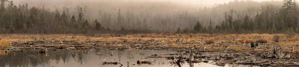 Swamp Photos Collection - Dan Kosmayer Fine Art Photography