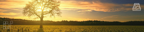 Tree Wall Art - Dan Kosmayer Fine Art Photography