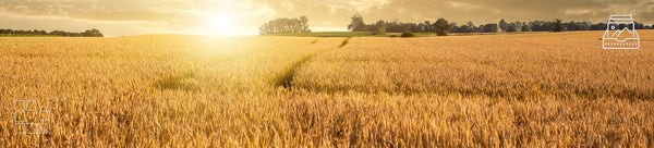 Wheat Field Wall Art Collection